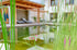 Moderner Schwimmteich mit Seerosen vor einer Holzpergola mit Sonnenliegen und einer hellen Hausfassade.