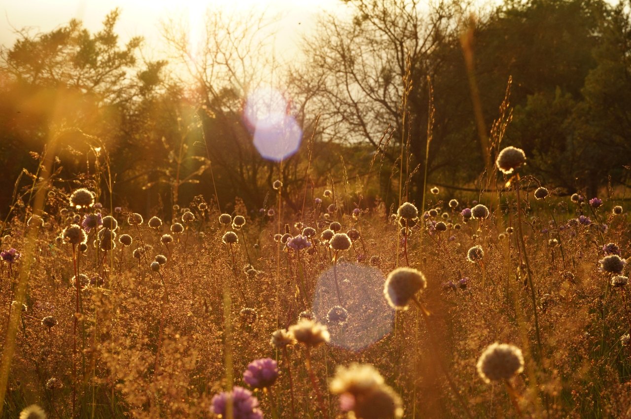 Sommerwiese im Abendlicht