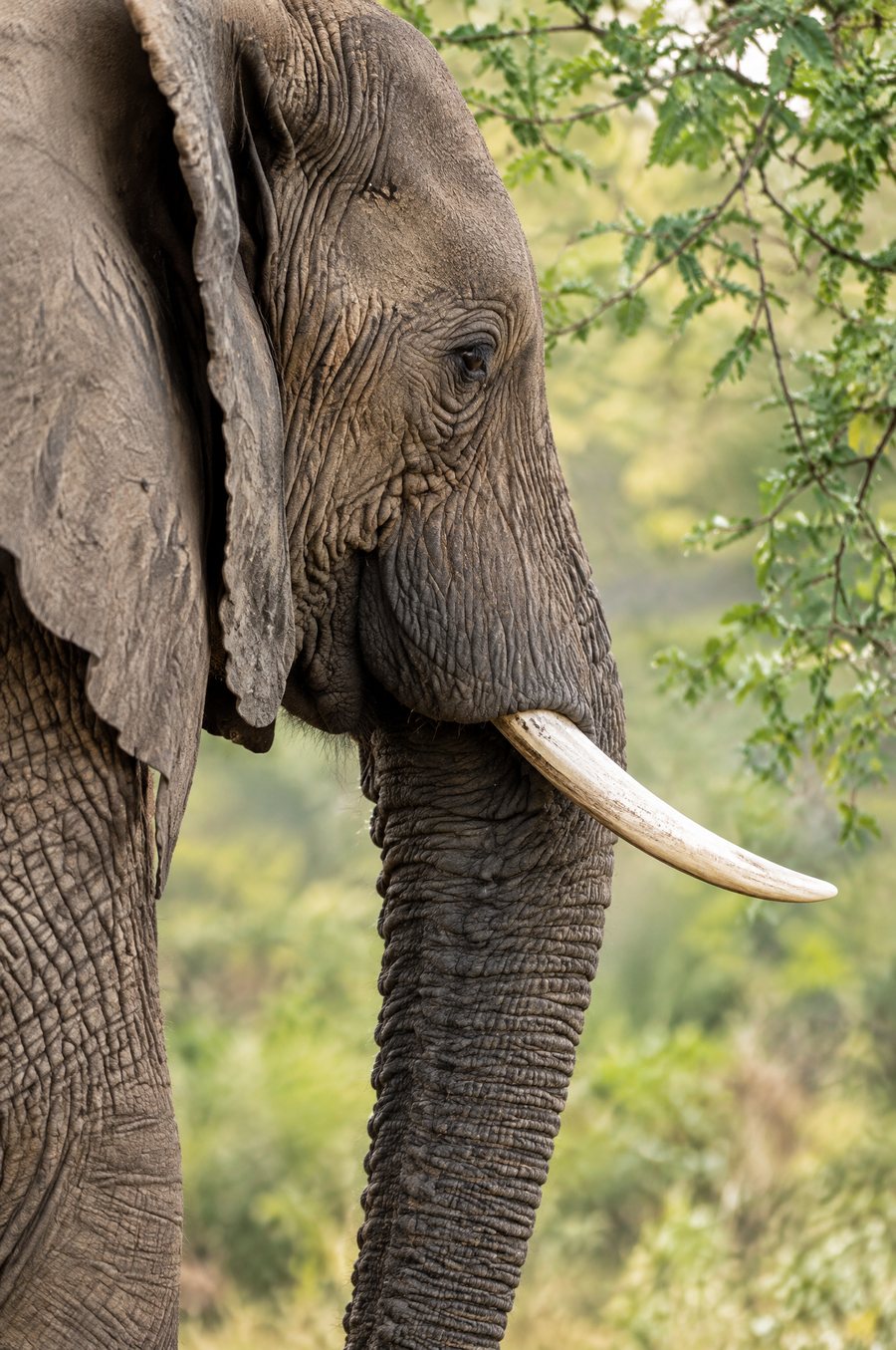 An elephant's head in profile with one long tusk against green foliage