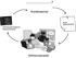 Ein Softwareprojekt-Flussdiagramm zeigt die Phasen von der neuen Anforderung bis zur Implementierung im Kundenportal.