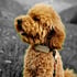 Knut im Profil