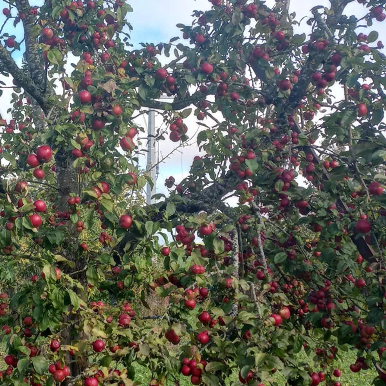 Reich tragender Apfelbaum im Schaugarten