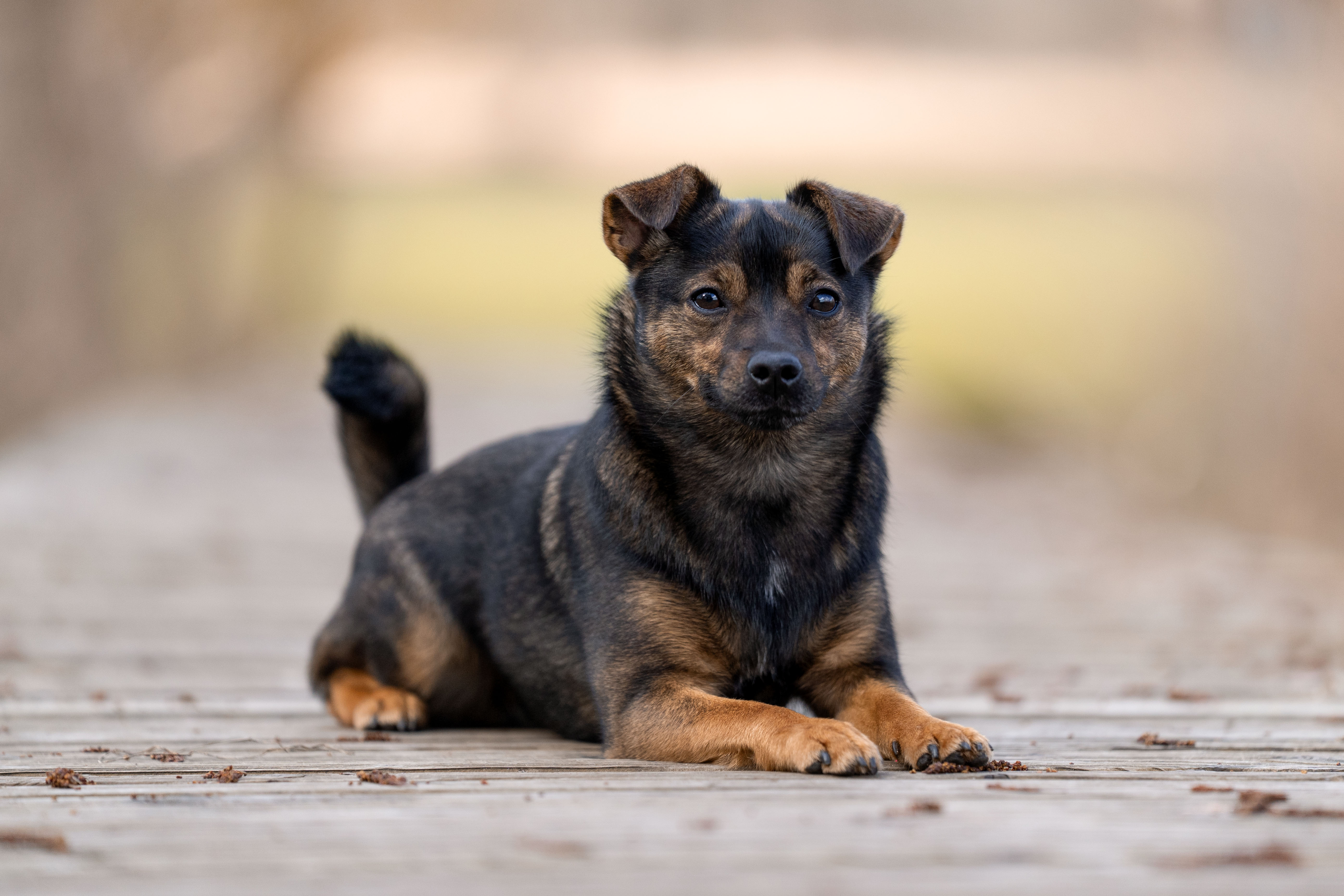 Hundefotografie von Katharina Middendorp