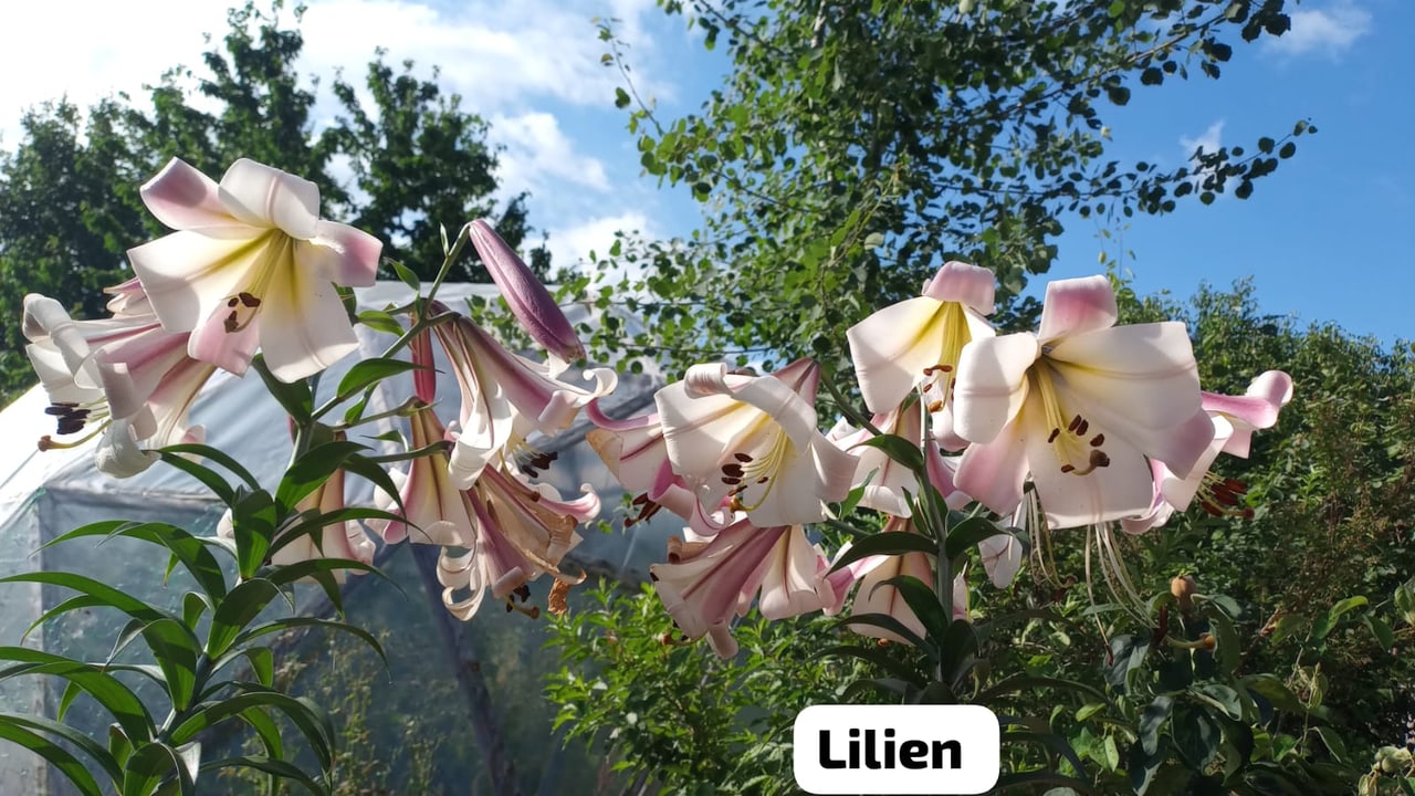 Blühende Lilien im Garten