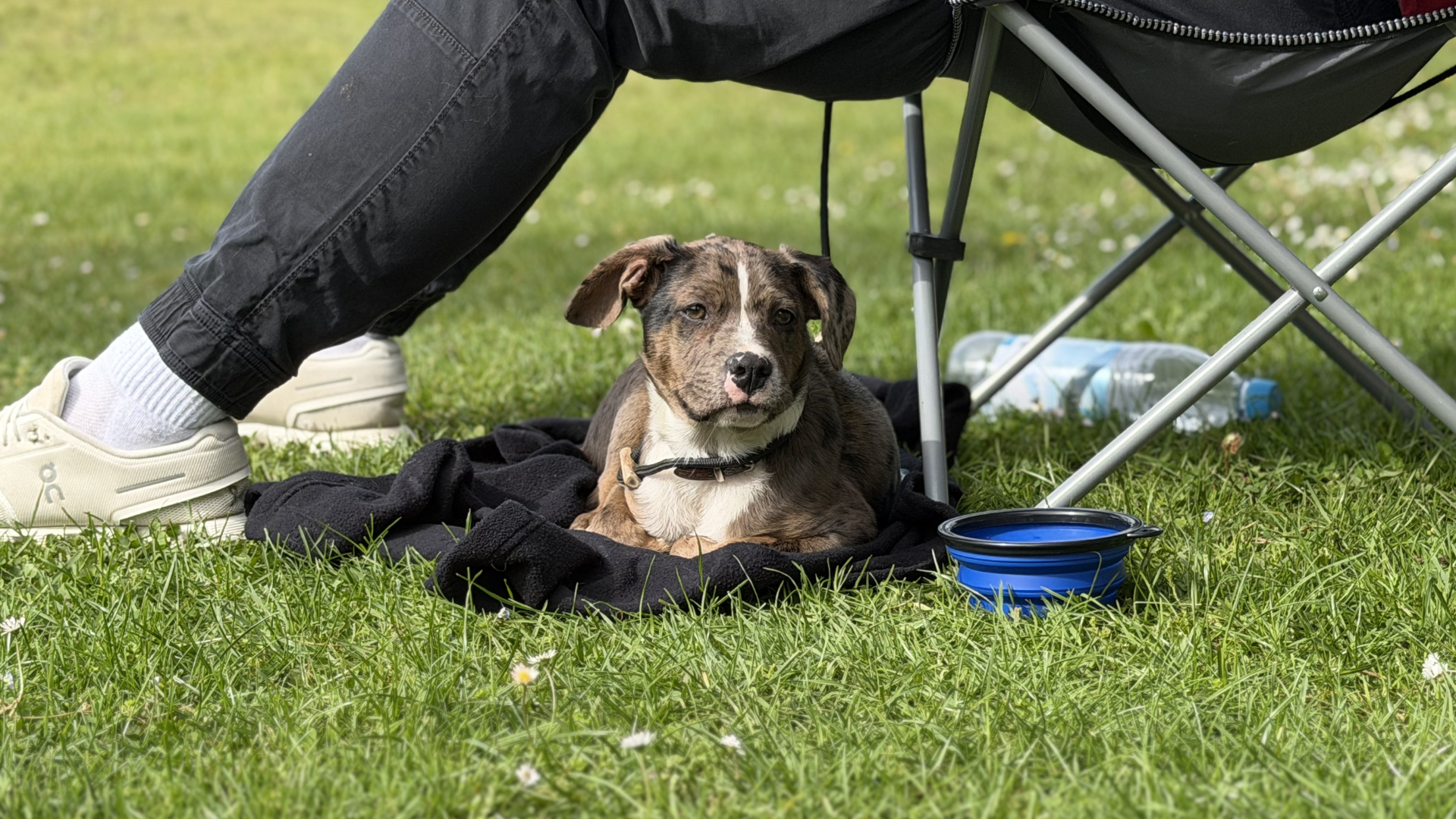 Bruce liegt entspannt auf einer Decke auf dem Sportplatz