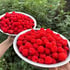 Sweet, homegrown organic raspberries – chemical-free, high-qualit
