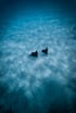 Zwei Rochen schwimmen über hellem Sandgrund, von oben fotografiert