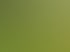 Hohes, ungemähtes grünes Gras mit vereinzelten weißen Blumen, umgeben von Bäumen und Sträuchern.