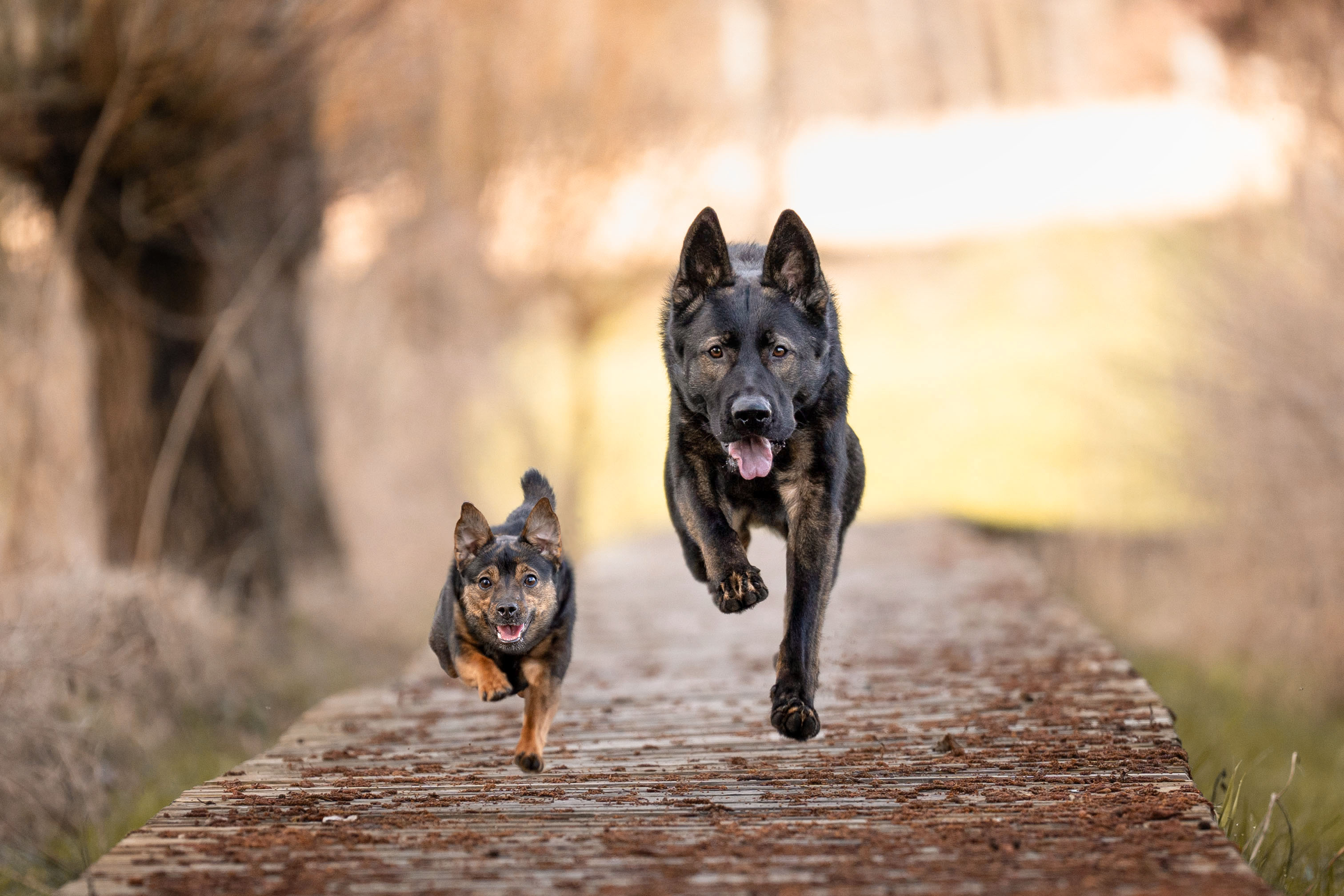 Hundefotografie von Katharina Middendorp