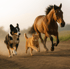 Ein Hund, eine Katze und ein Pferd rennen zusammen auf einem Feldweg.