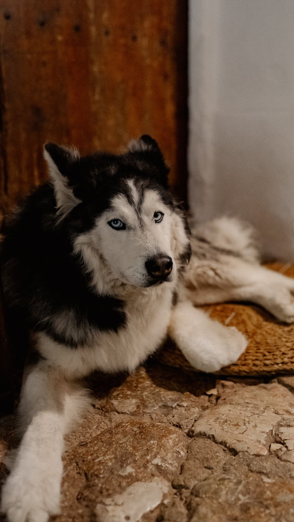 Husky auf einem Teppich
