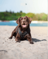 Ein brauner Labrador Retriever mit schwarzem Geschirr liegt hechelnd im Sand vor einem See.