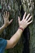 Hände einer Person berühren eine raue Baumrinde; eine Hand trägt einen silbernen Ring, die andere ein Armband.