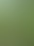 Hund auf einem schmalen Weg durch eine grüne Wiese