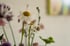 Weiße Margeriten und lila Blumen in Nahaufnahme vor einem hellen, unscharfen Hintergrund.