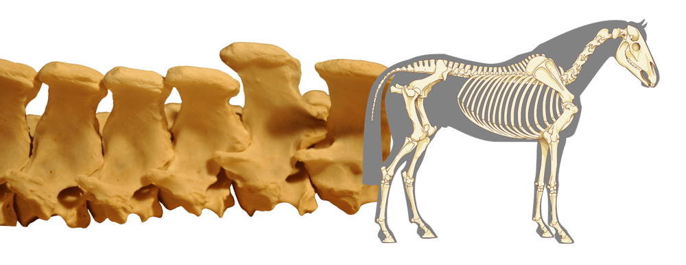 Pferdeosteopathie Ausbildung