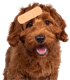 Brauner Goldendoodle Welpe mit Pflaster auf der Stirn und offenem Maul.