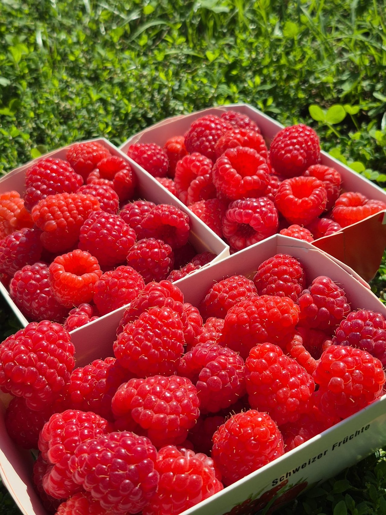 Frisch gepflückte Himbeeren in Schalen