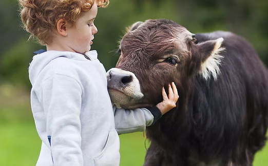 Ein Kind mit lockigen Haaren streichelt ein braunes Kalb im Freien.