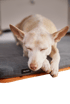 A light brown dog with closed eyes sleeps soundly on the B.Dog Comfort with a light gray cover and the trim of the mat underneath being orange.