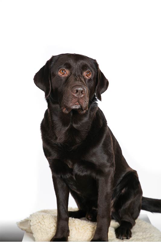 Therapiehund Franz, ein brauner Labrador