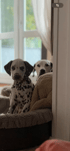 Ein Dalmatinerwelpe sitzt in einem Hundebett, während ein ausgewachsener Dalmatiner im Hintergrund lauert.