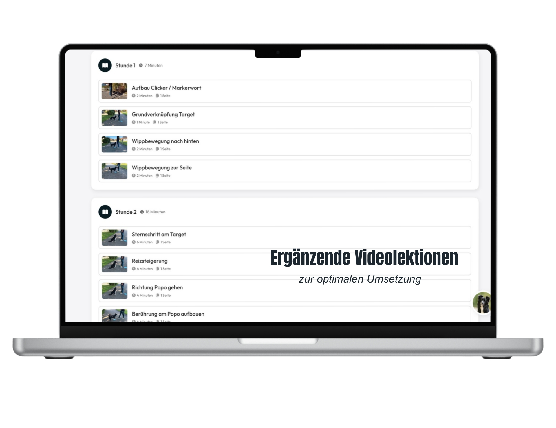 8-wöchiger Zughunde Einsteiger Kurs – Bild 3
