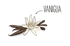 Gezeichnete Vanilleblüte und Schoten mit dem Text "VANIGLIA" und einem Pfeil auf grünem Hintergrund.