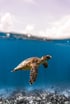 Eine Meeresschildkröte schwimmt über dem Riff, halb über, halb unter Wasser fotografiert