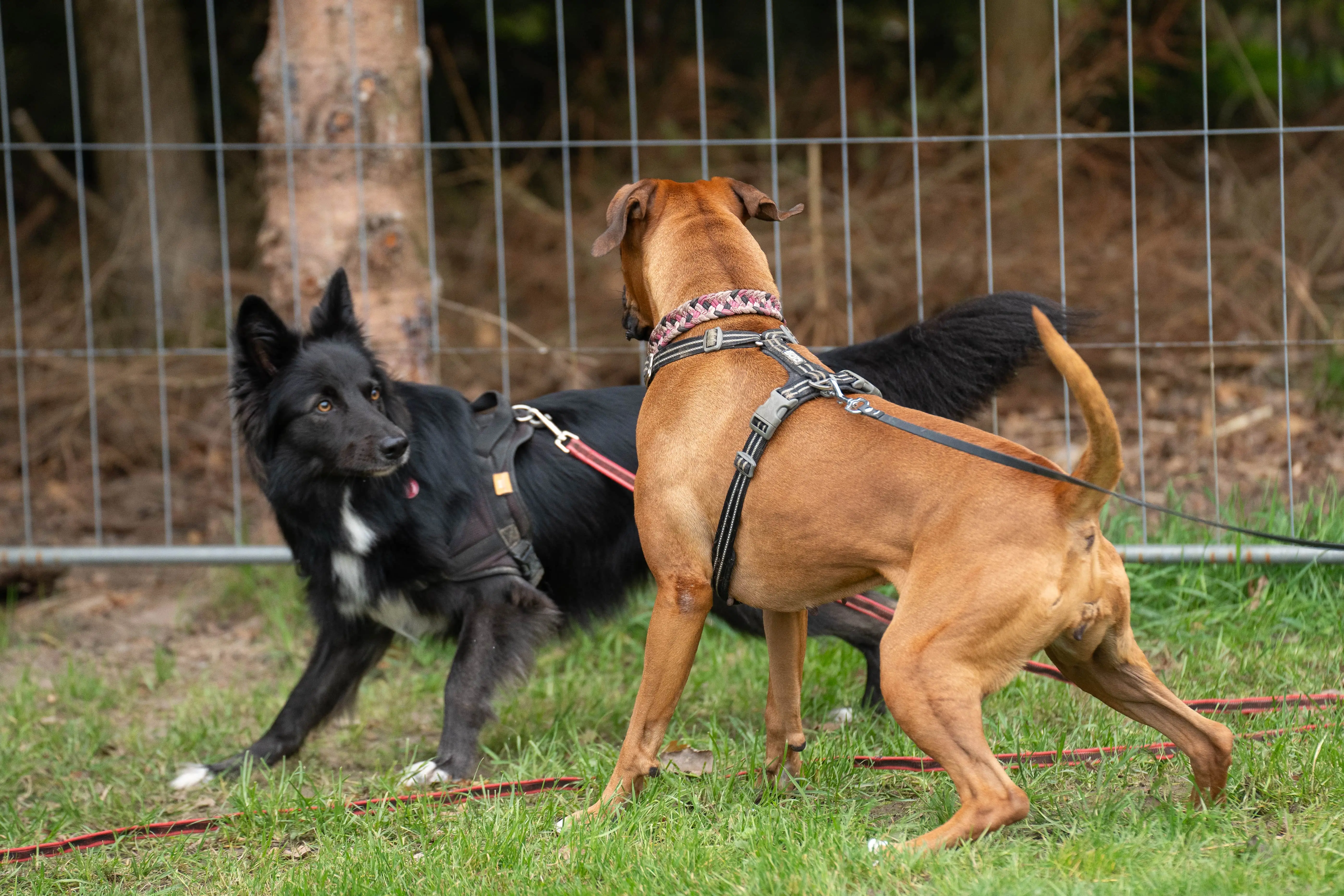 Zwei Hunde lesen sich bei einer Begegnung auf der Wiese gegenseitig