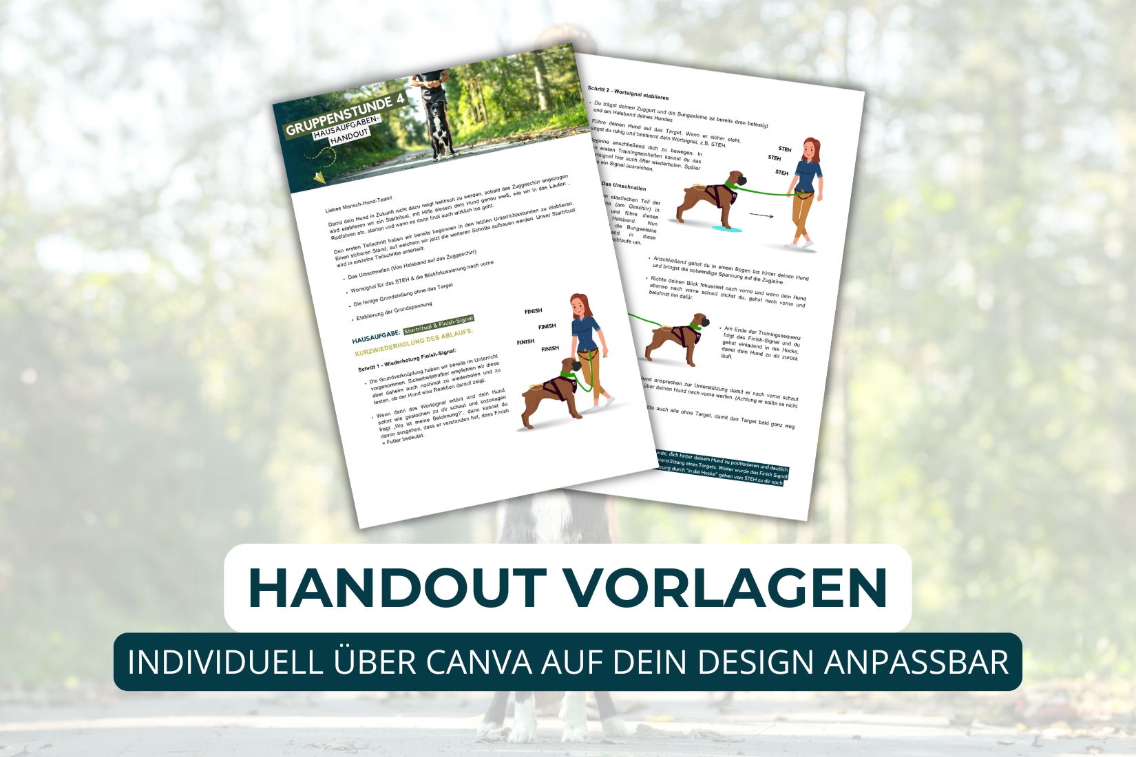 8-wöchiger Zughunde Einsteiger Kurs – Bild 8