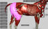 3D-Modell der Pferdemuskulatur mit M. Biceps Femoris in Magenta hervorgehoben.