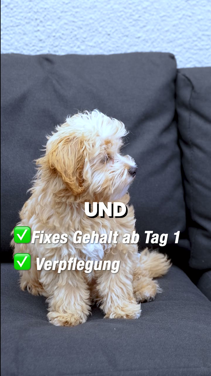 Standbild aus dem Video Lae und Ludwig