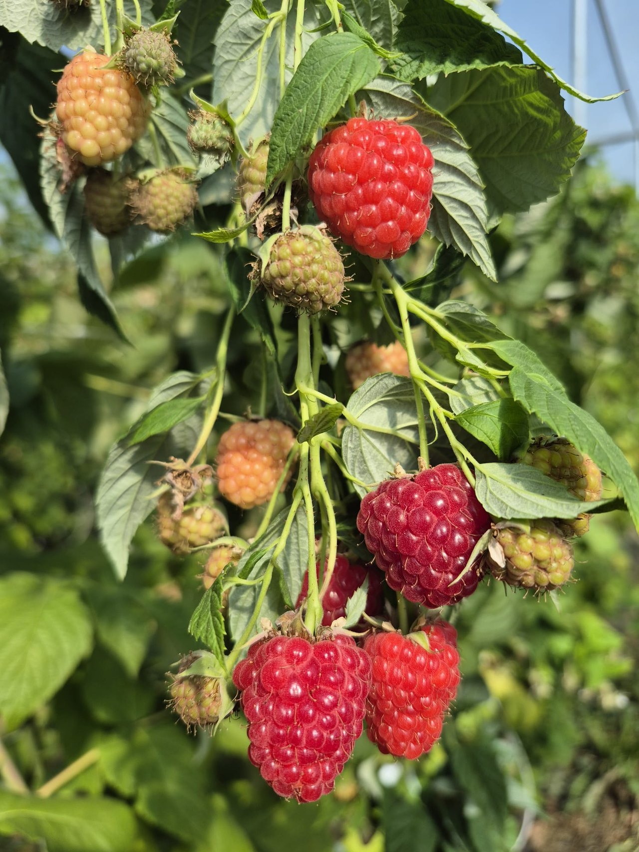 Reife Himbeeren am Strauch