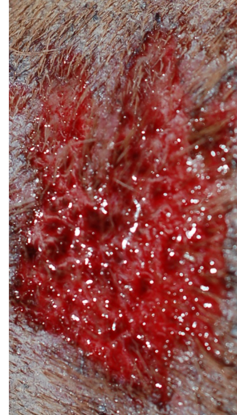 Fallbeispiel Hotspot Ausgangssituation vor AMAMUS Vet coldPlasma Behandlung