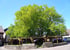 Großer alter Baum mit leuchtend grünen Blättern über einer hölzernen Pergola und Steinmauer.