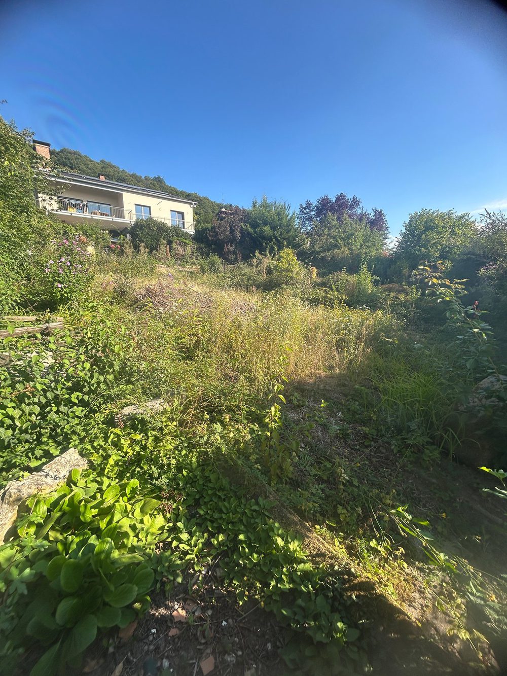 Vorher: verwildertes Hanggrundstück