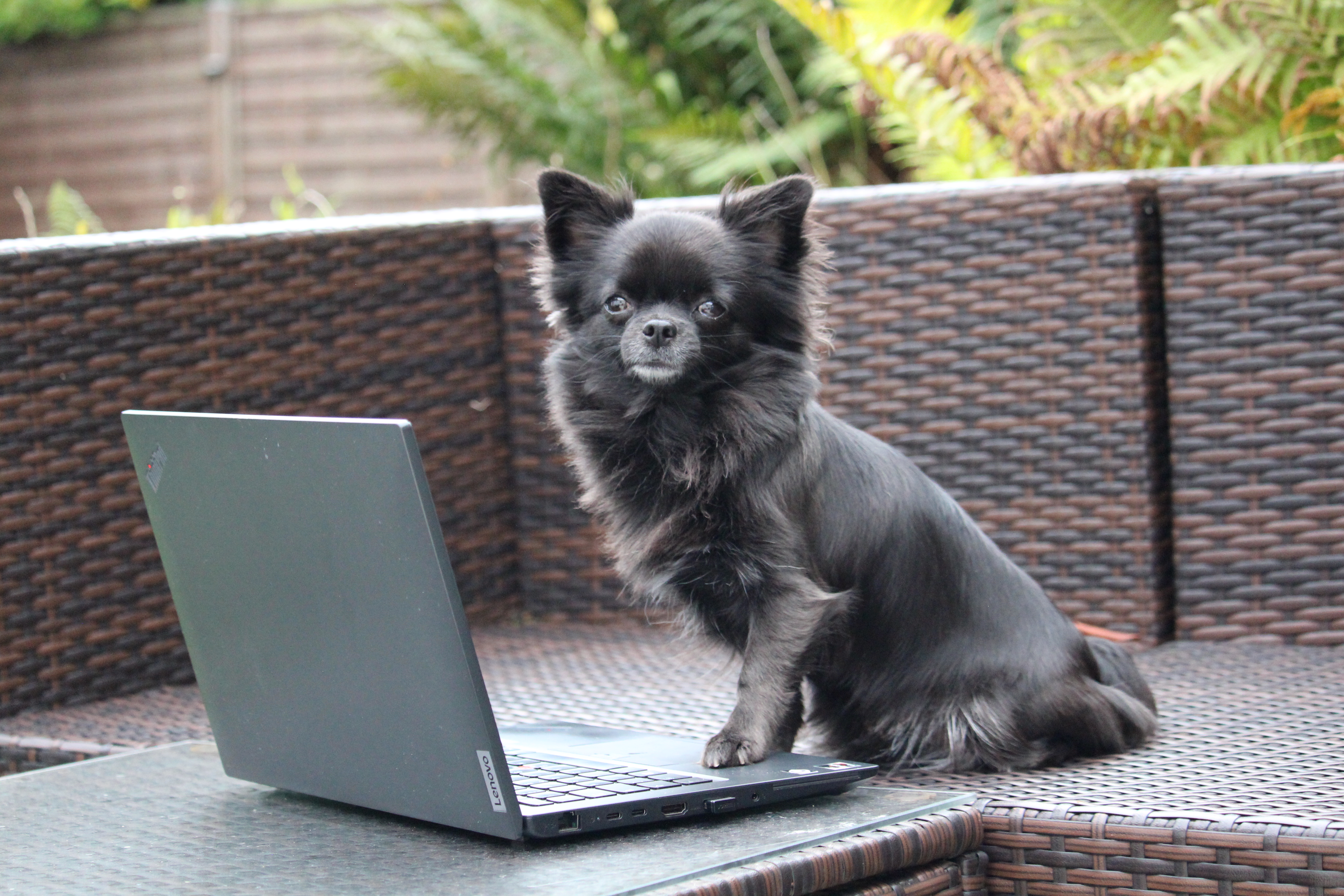 Bürohunde