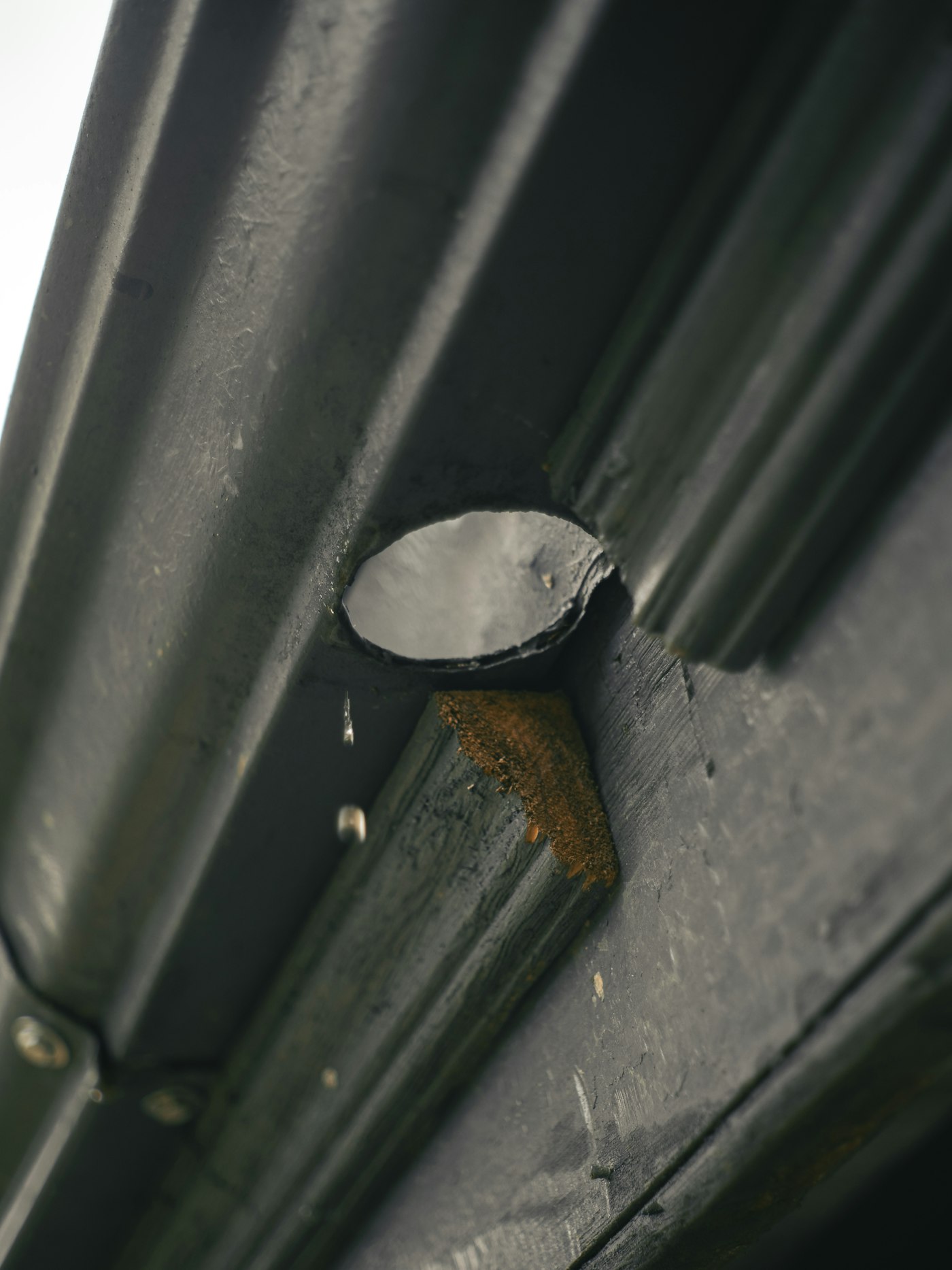 Close view of a roofing nail set into timber decking