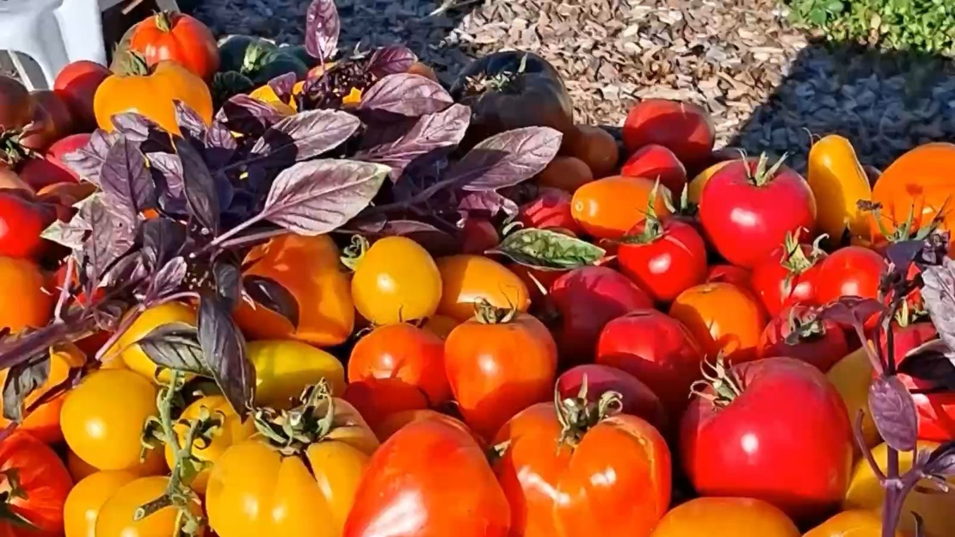 Frisch geerntete Tomaten in vielen Farben aus dem Schaugarten