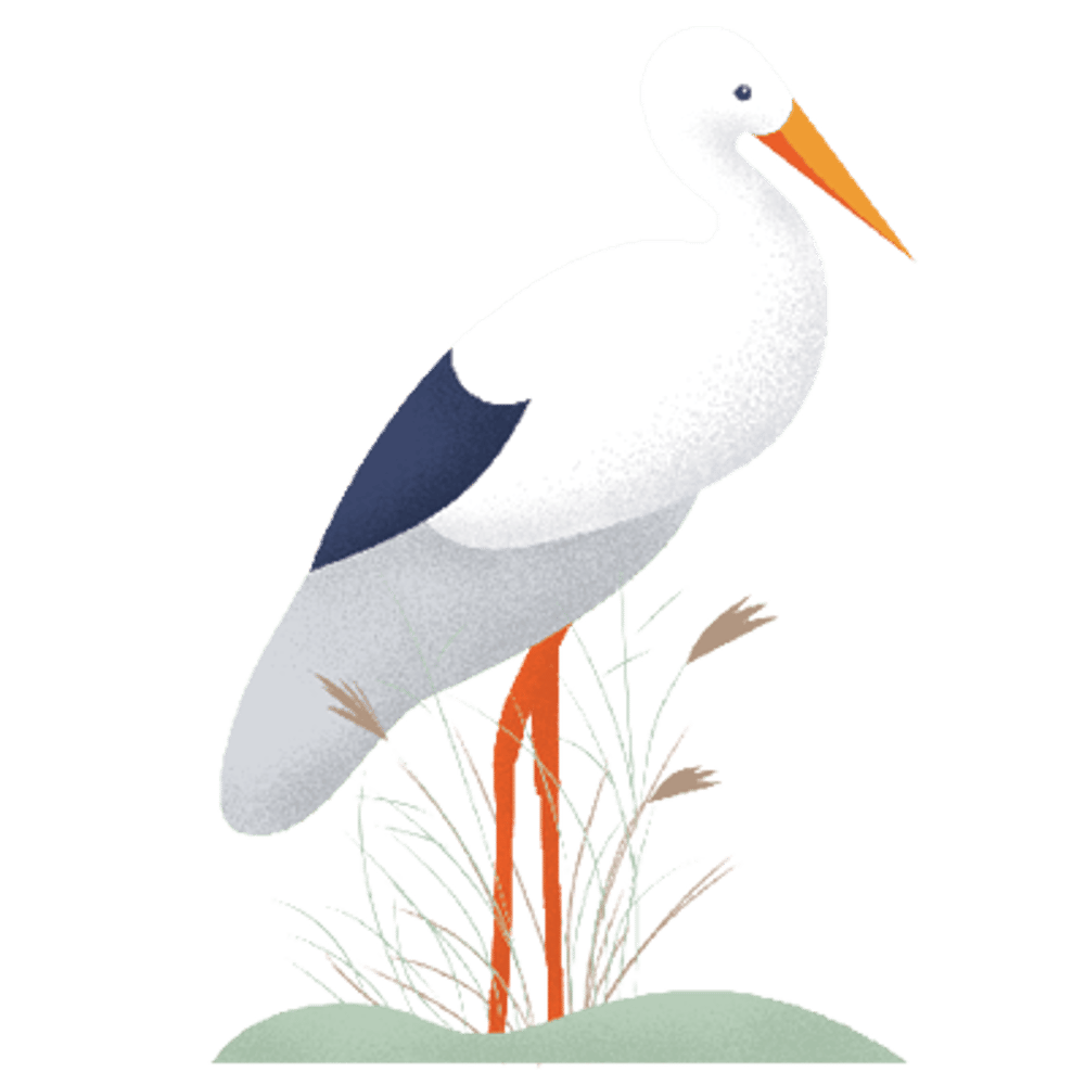 Weißer Storch mit orangefarbenem Schnabel und Beinen, stehend im grünen Gras.