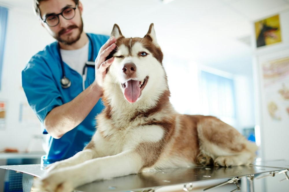 Tierarzt untersucht einen Hund in der Praxis