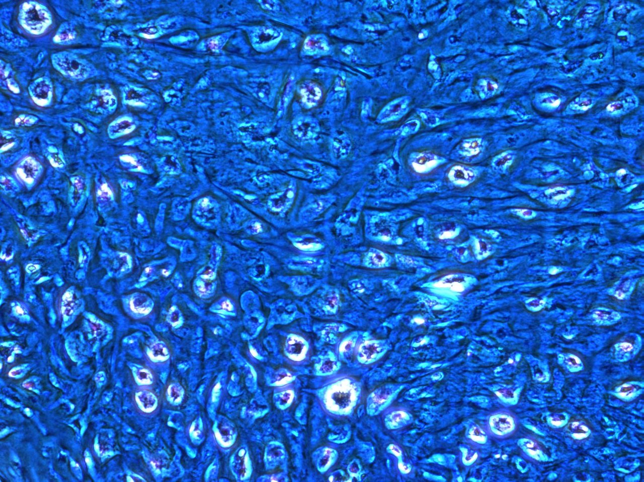 3D cartilage model — positive control