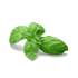 A fresh green basil sprig with several leaves and a subtle shadow.
