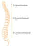 Die Abschnitte der Wirbelsäule: Halsirelsäule (HWS), Brustwirbelsäule (BWS) und Lendenwirbelsäule (LWS) 