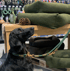 Schwarzer Hund mit grüner Leine und Halsband blickt auf grüne Hundebetten in einem Geschäft.