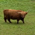 Braunes Hochlandrind mit langen Hörnern steht auf einer grünen Wiese.