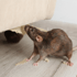 Braune Ratte nagt an der Unterseite eines hellen Sofas, Stofffetzen liegen auf dem Holzboden.