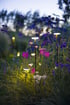 Solarleuchten beleuchten pinke und lila Blüten in einem Garten bei Dämmerung.