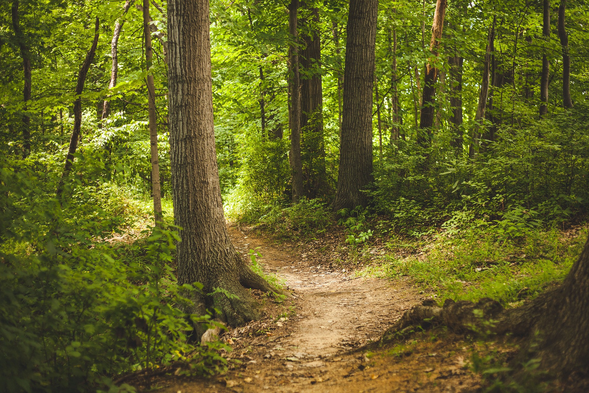 pexels-forest-1868028_1920.jpg
